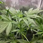purple nuggys ^^ mephi gen.