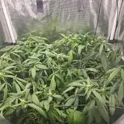 ff tropicana cookies f2b