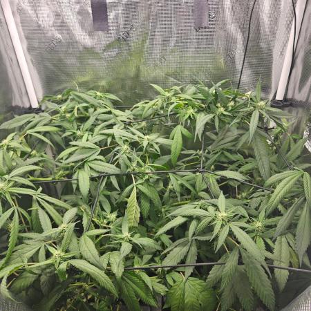 ff tropicana cookies f2b