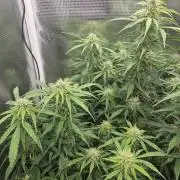 Hazeberry auto rqs testrun #2