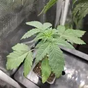 ff tropicana cookies f2b