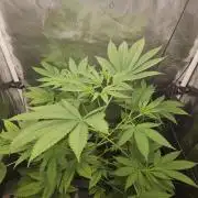 ff tropicana cookies f2b