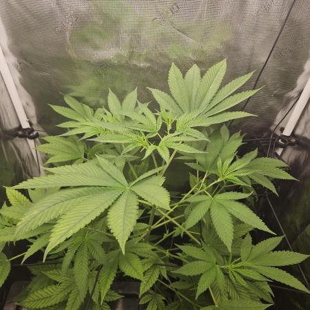 ff tropicana cookies f2b