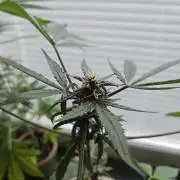 purplematic CBD run from Rqs