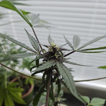 purplematic CBD run from Rqs