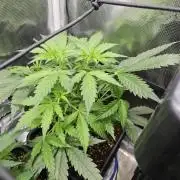 Hazeberry auto rqs testrun #2