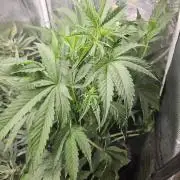 24 carat Mephisto grow!
