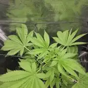 ff tropicana cookies f2b