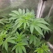 white widow last run 26 rqs femi