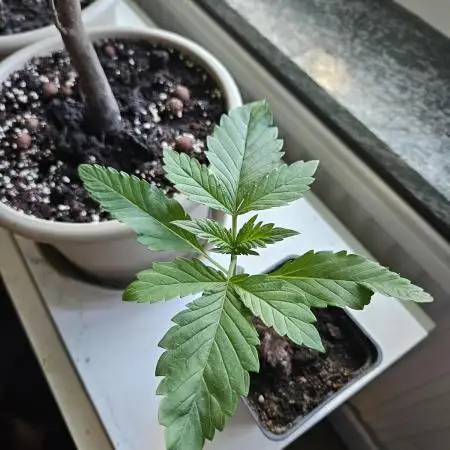 ff tropicana cookies f2b