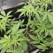 White widow auto Fastbuds test #3