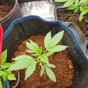 purple nuggys ^^ mephi gen.