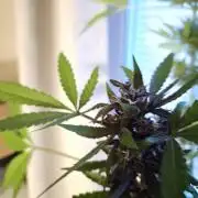 purplematic CBD run from Rqs