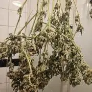 24 carat Mephisto grow!