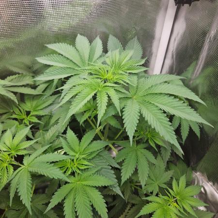 white widow last run 26 rqs femi