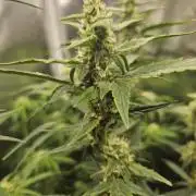 White widow auto Fastbuds test #3