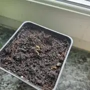 ff tropicana cookies f2b