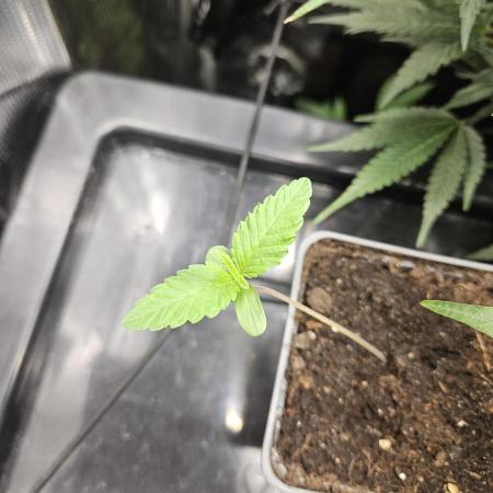 ff tropicana cookies f2b