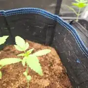 purple nuggys ^^ mephi gen.