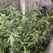 White widow auto Fastbuds test #3