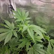 femi mix pack f2b quality test.