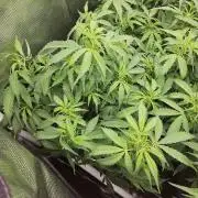 Hazeberry auto rqs testrun #2