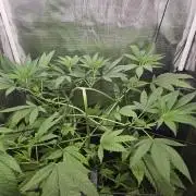 ff tropicana cookies f2b
