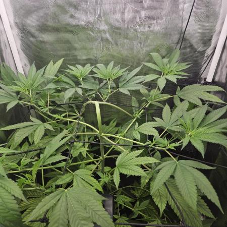 ff tropicana cookies f2b