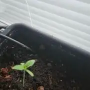 white widow last run 26 rqs femi