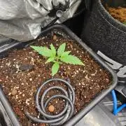 Corkscrew. rqs, Tyson line.