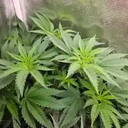 femi mix pack f2b quality test.