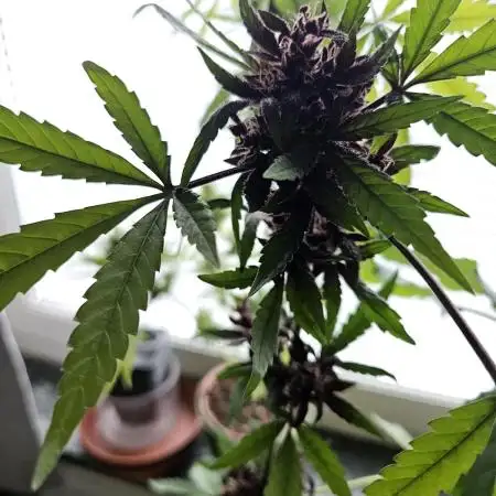 purplematic CBD run from Rqs