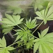 ff tropicana cookies f2b