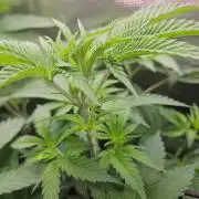 white widow last run 26 rqs femi