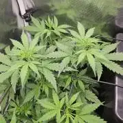 Hazeberry auto rqs testrun #2