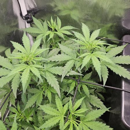 Hazeberry auto rqs testrun #2