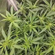 Hazeberry auto rqs testrun #2