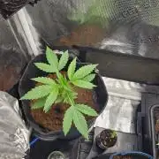 femi mix pack f2b quality test.