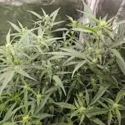 White widow auto Fastbuds test #3