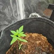 femi mix pack f2b quality test.