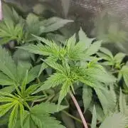 femi mix pack f2b quality test.