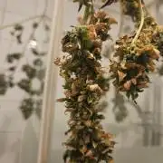 ff tropicana cookies f2b