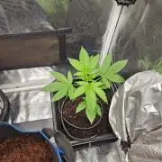 white widow last run 26 rqs femi