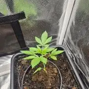 white widow last run 26 rqs femi