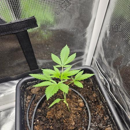 white widow last run 26 rqs femi