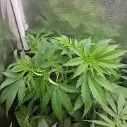 femi mix pack f2b quality test.