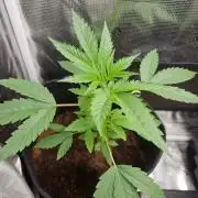 femi mix pack f2b quality test.