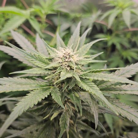 purple nuggys ^^ mephi gen.