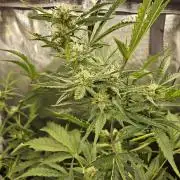 24 carat Mephisto grow!