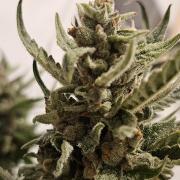 RF3 mixpack fastbuds run